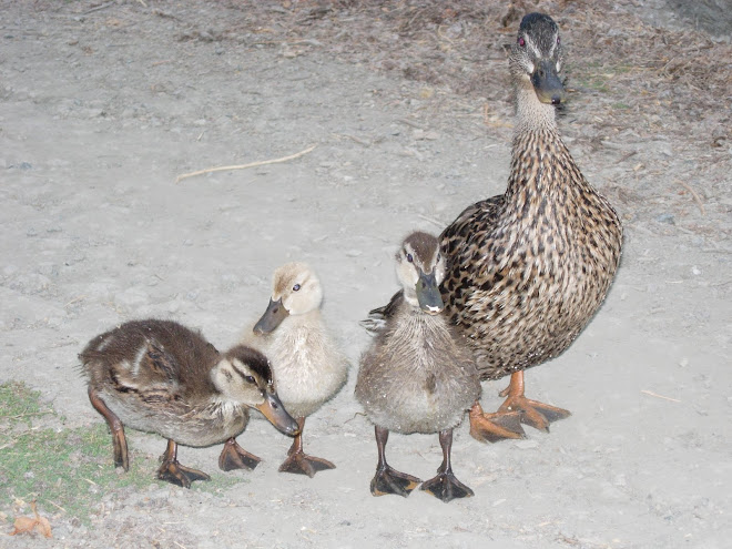 Mommy and three.