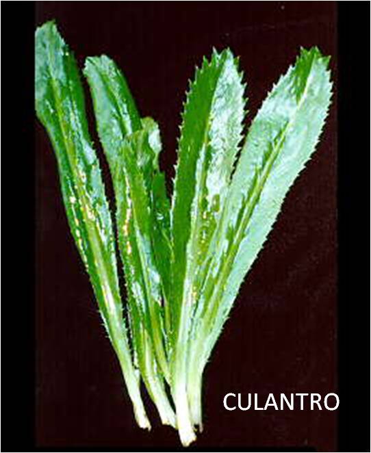 Latin American Cook CILANTRO, OUR HERB OUR FLAVOR
