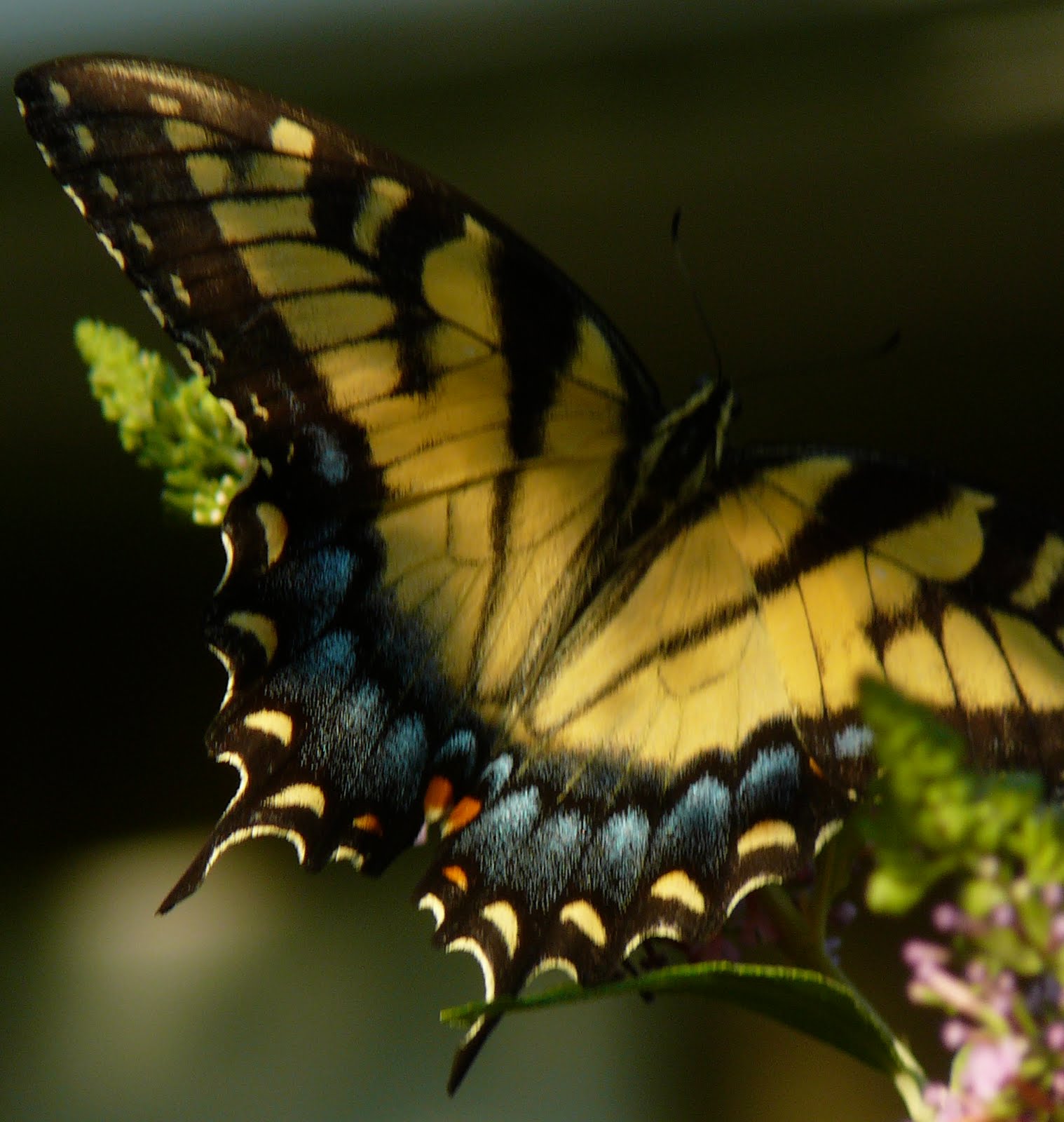 The Hidden Pantry Planting turnips and winter radishes, got butterflys!!