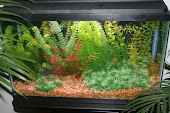 The New Aquarium