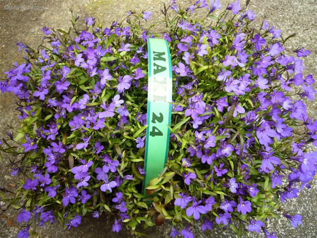 [P1160076+(Small).JPG]