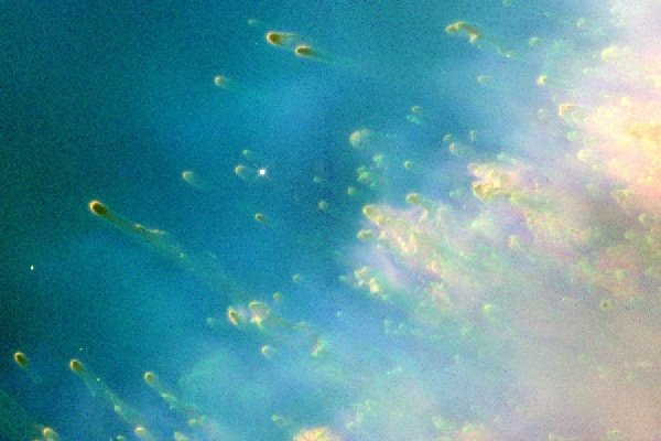 [CURIOSOS+NUDOS+COMETARIOS]