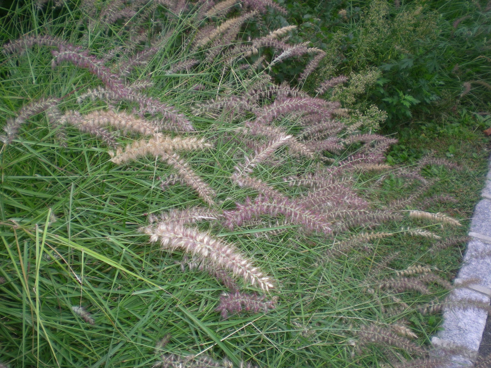 Jarvis House Early Autumn Perennials in the Jarvis House Garden