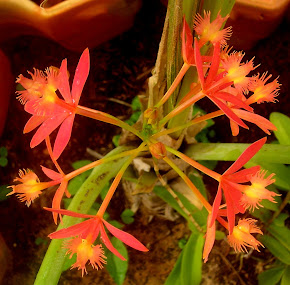 Orquídeas Estrela (Orig. América Central,Sul)