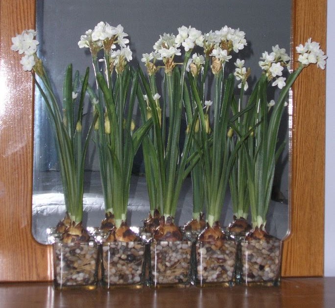 Room Chat Artificial Paperwhite Bulbs