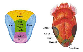 Fusiform Face Area.. Remember..?: The Process of Taste