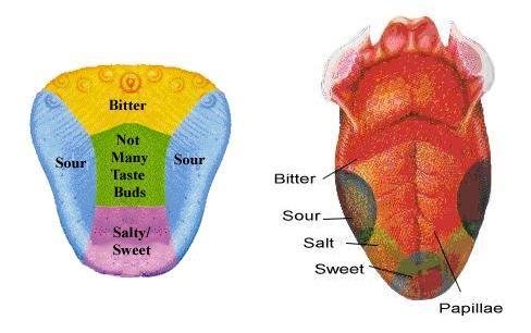 Fusiform Face Area.. Remember..?: The Process of Taste