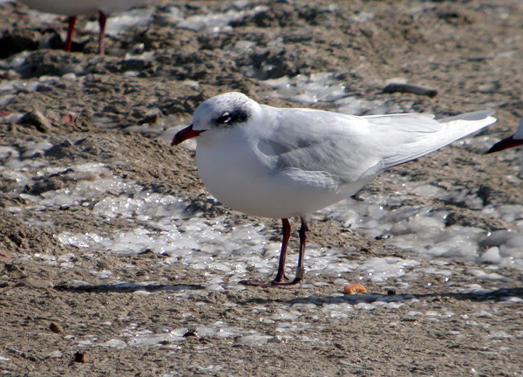 [Gaviota+Cabecinegra+58.jpg]