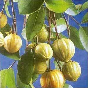 Garcinia Cambogia Extract In Milwaukee Wi | The Great Canadian