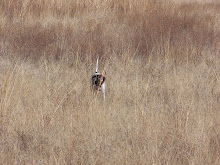 Mearns Quail Movies