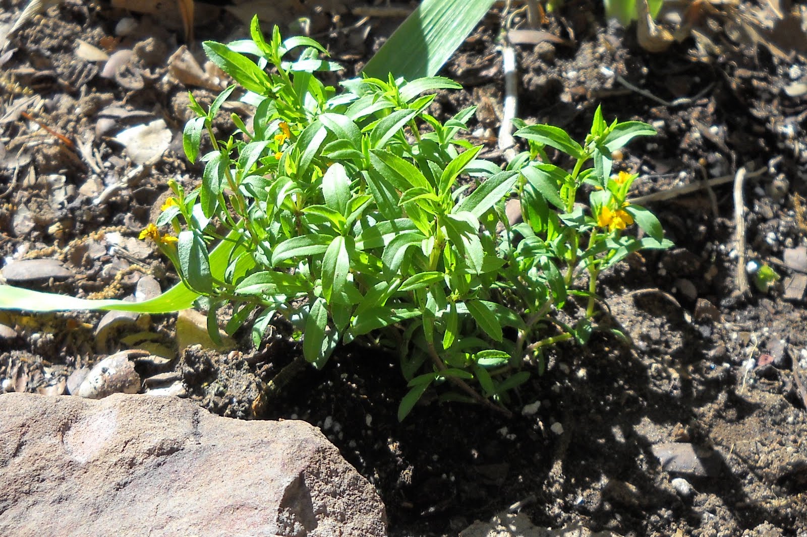 Healing Garden for Horses Healing Herb and Flower Garden