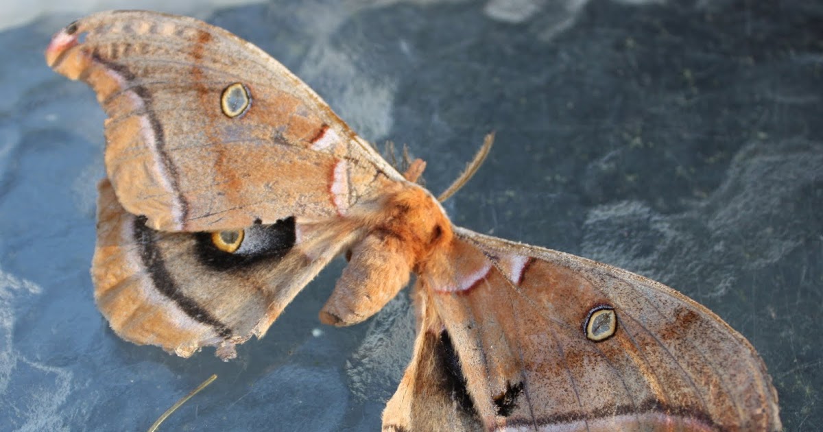 The Cool House Big Brown Butterfly