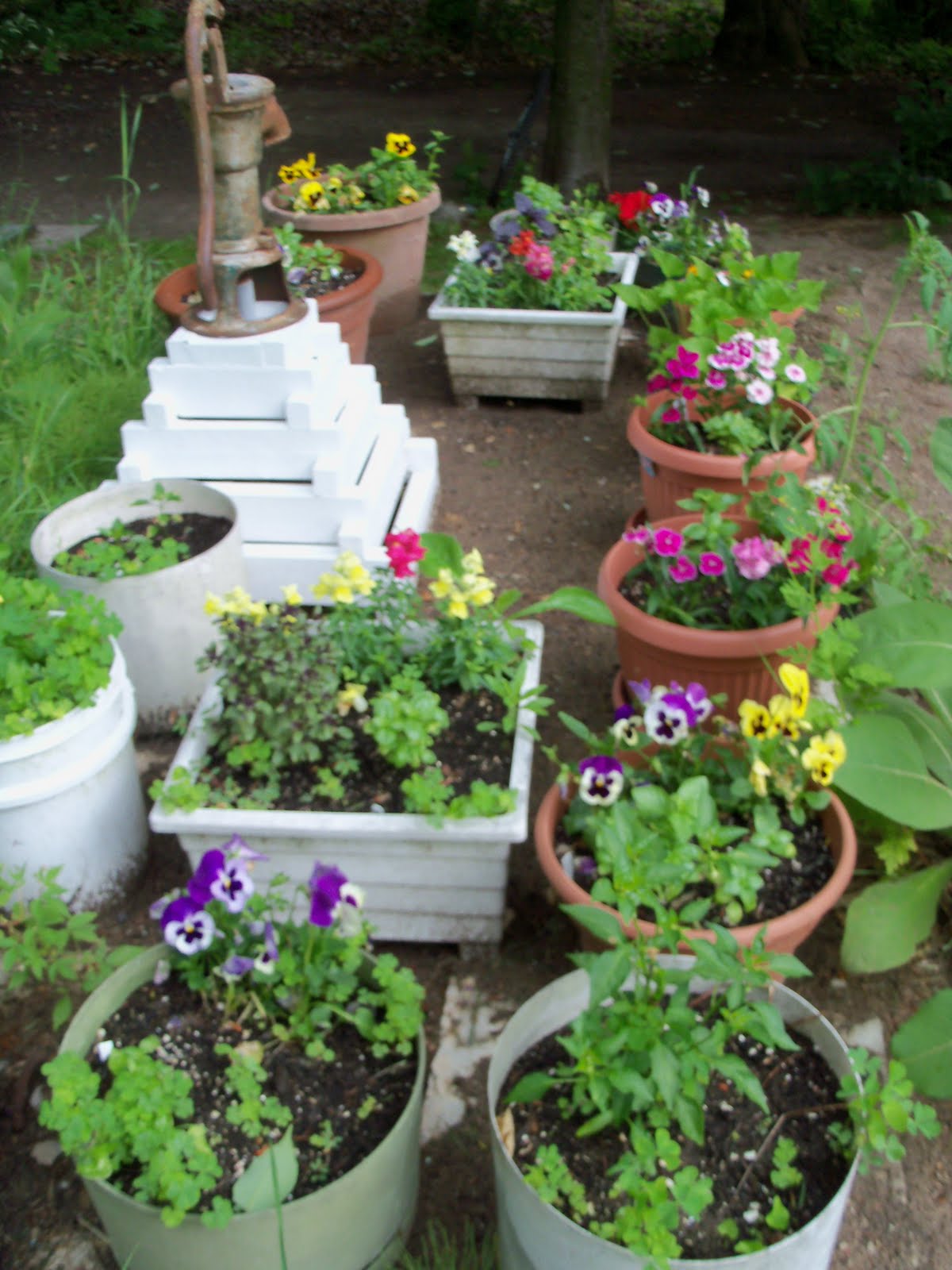 rainbowwritimages: Container Gardening
