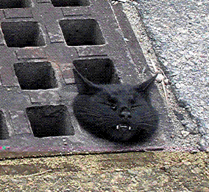 [gato.GIF]