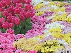 "APRENDI COM A PRIMAVERA; A DEIXAR-ME CORTAR E VOLTAR SEMPRE INTEIRA."(Cecília Meirelles)