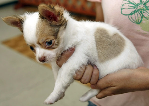 [cachorro_coracao.jpg]