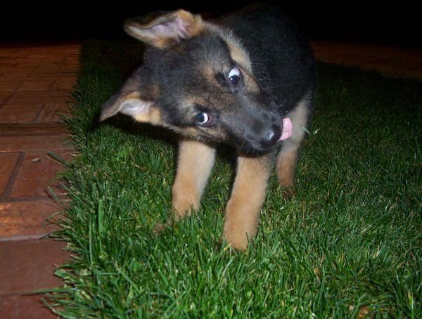 [caes20080412_10.jpg]