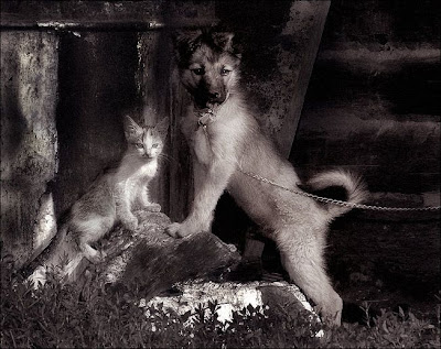 cães gatos cachorros posando foto