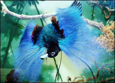 Bird-of-Paradise.jpg