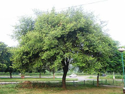 BER TREE (बेर - हमारे गाव की आखिरी बारिश )