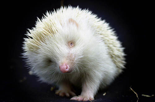 The eyes of albino animals