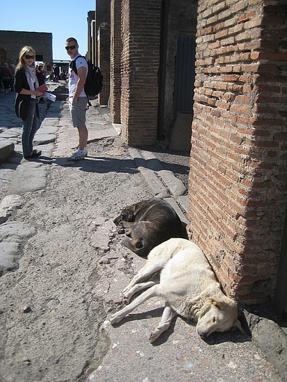 Dogs Of Pompeii