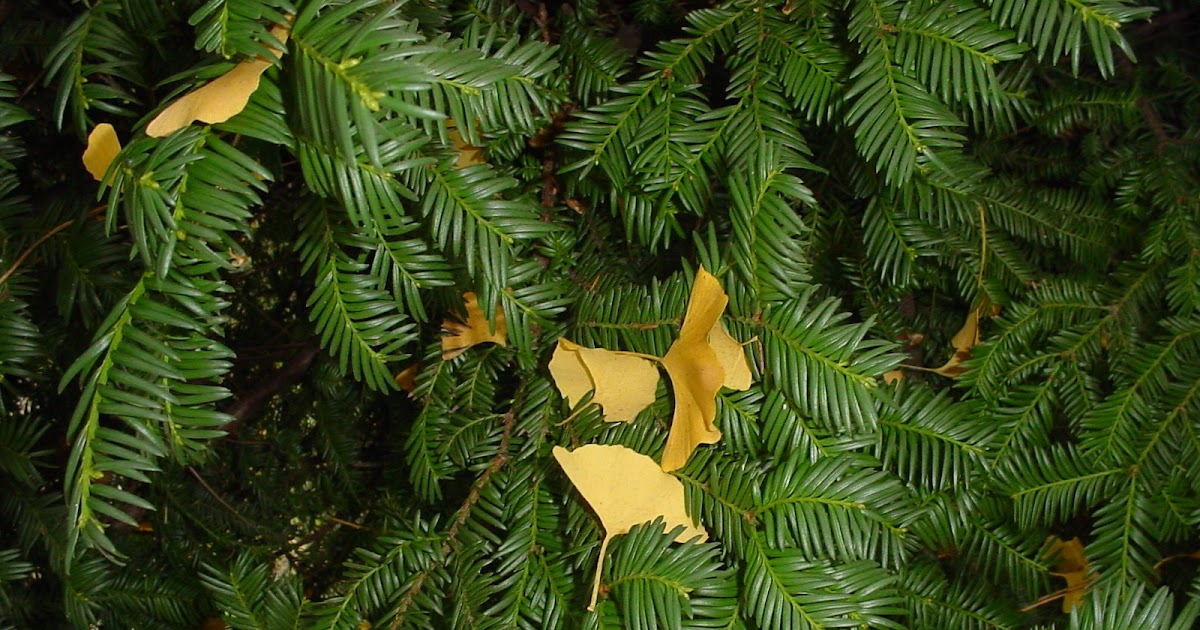 Ginkgo biloba ukratko • ZDRAVLJE ŠTO NAM GA GINKO DAJE