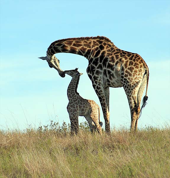 Giraffe motherlove 4967