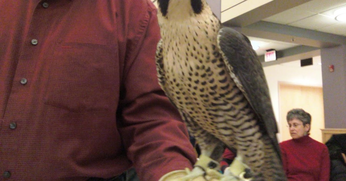 massachusetts birds of prey