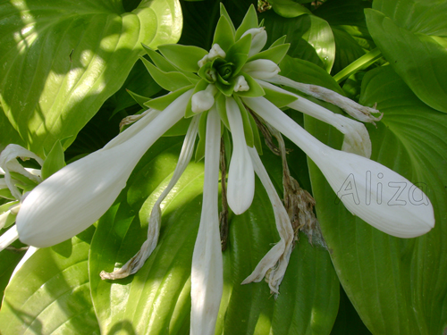 [floare2.jpg]