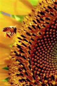 Sunflower Honey Bee Collect Mobile Wallpaper