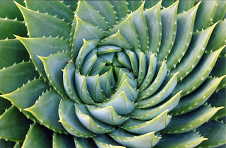 fibonacci-aloe.jpg