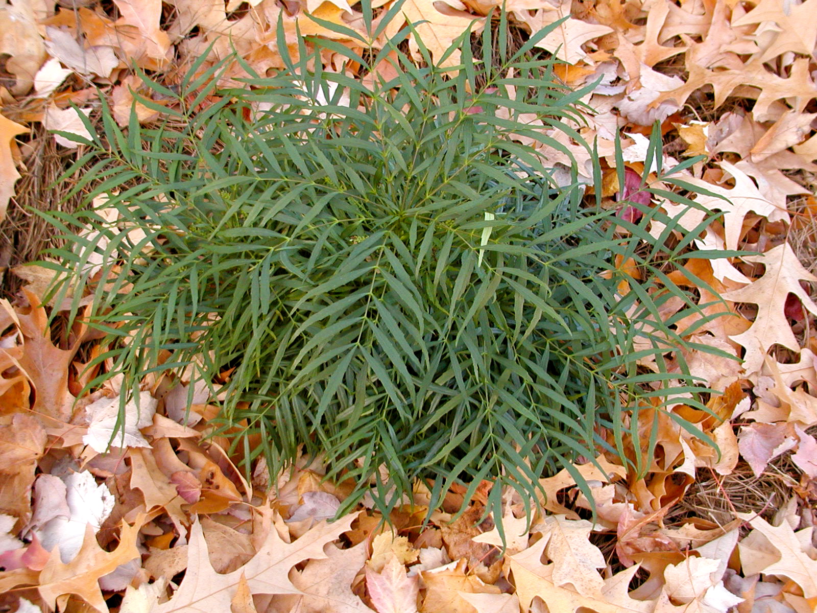 Danger Garden Mahonia Gracilipes Is My Favorite Plant In The