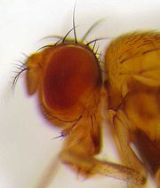 [180px-Drosophila_residua_head.jpg]