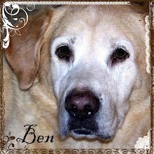 BEN - My Beloved Studio Dog