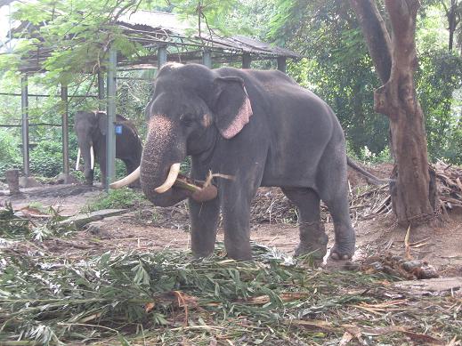 Guruvayoor Temple Elephants