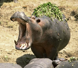 A Example Hippopotamus