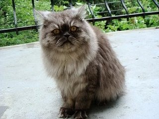 [British+long+hair+2]