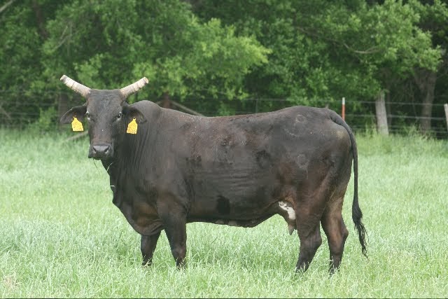 Chiseled is another elite bucking bull from D&H Cattle in Dickson