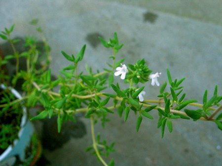 [thyme2.bmp]