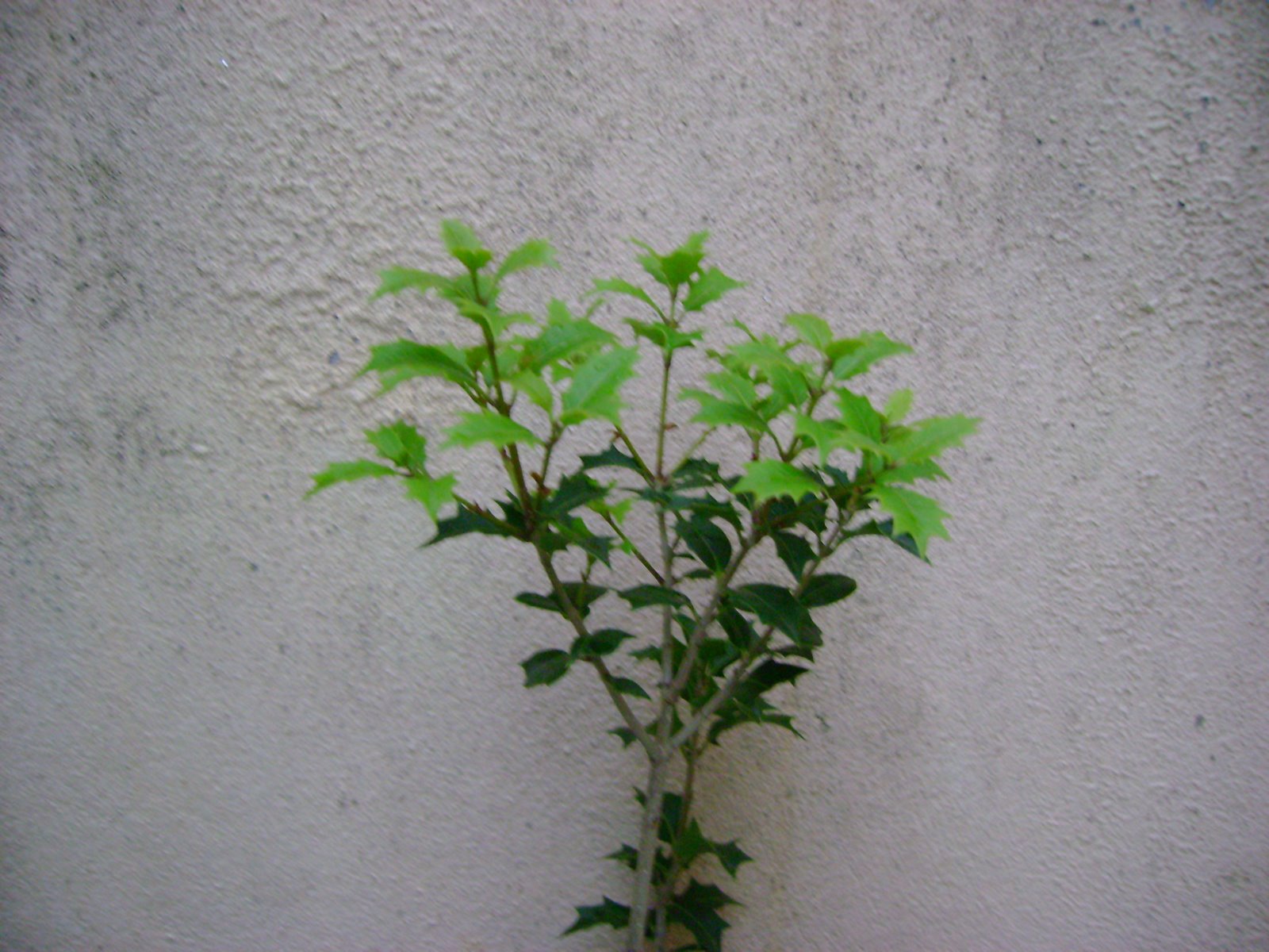 [DSC02014.JPG]