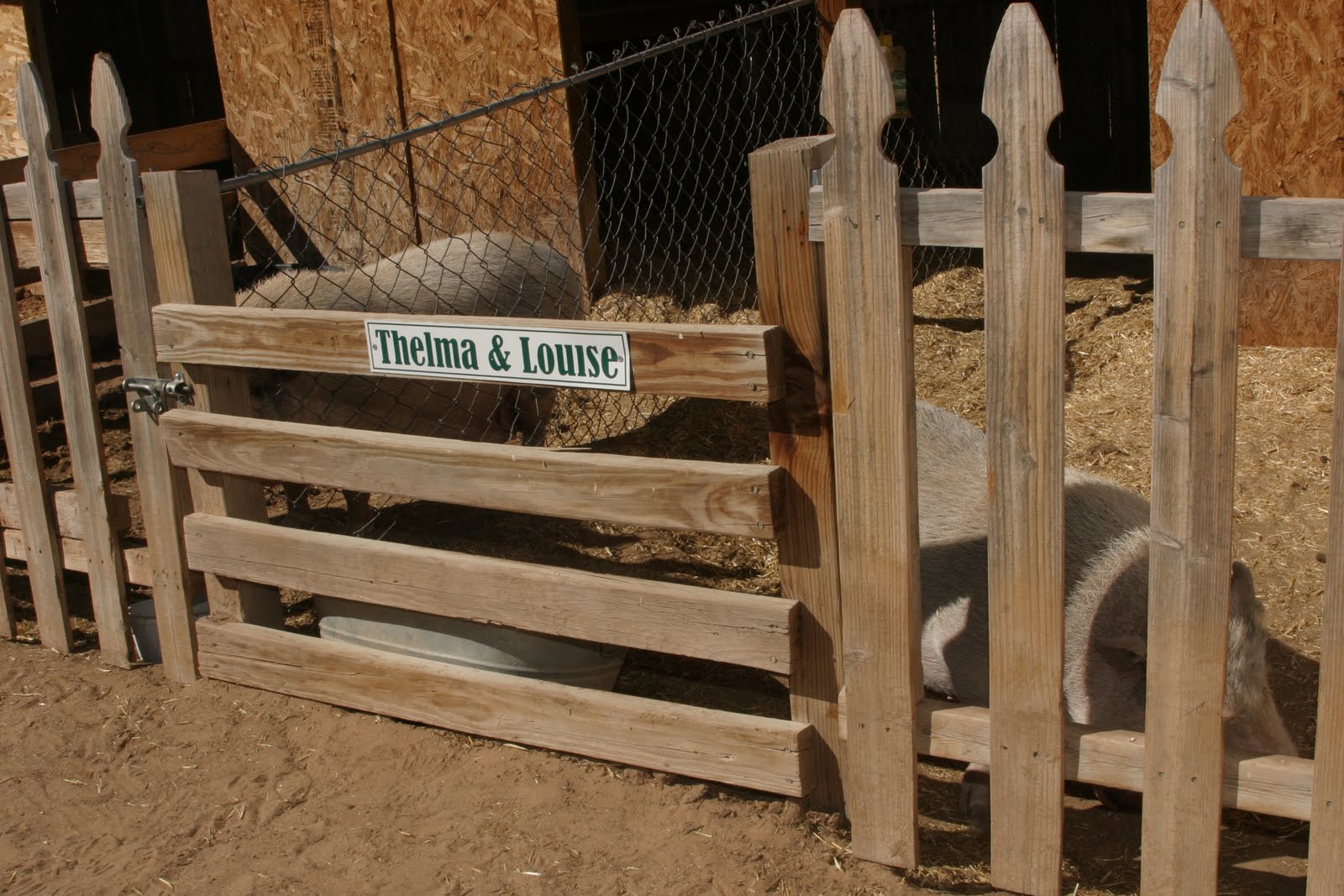 Travelin' Jack's Dog Blog Watermelon Mountain RanchAnimal Shelter