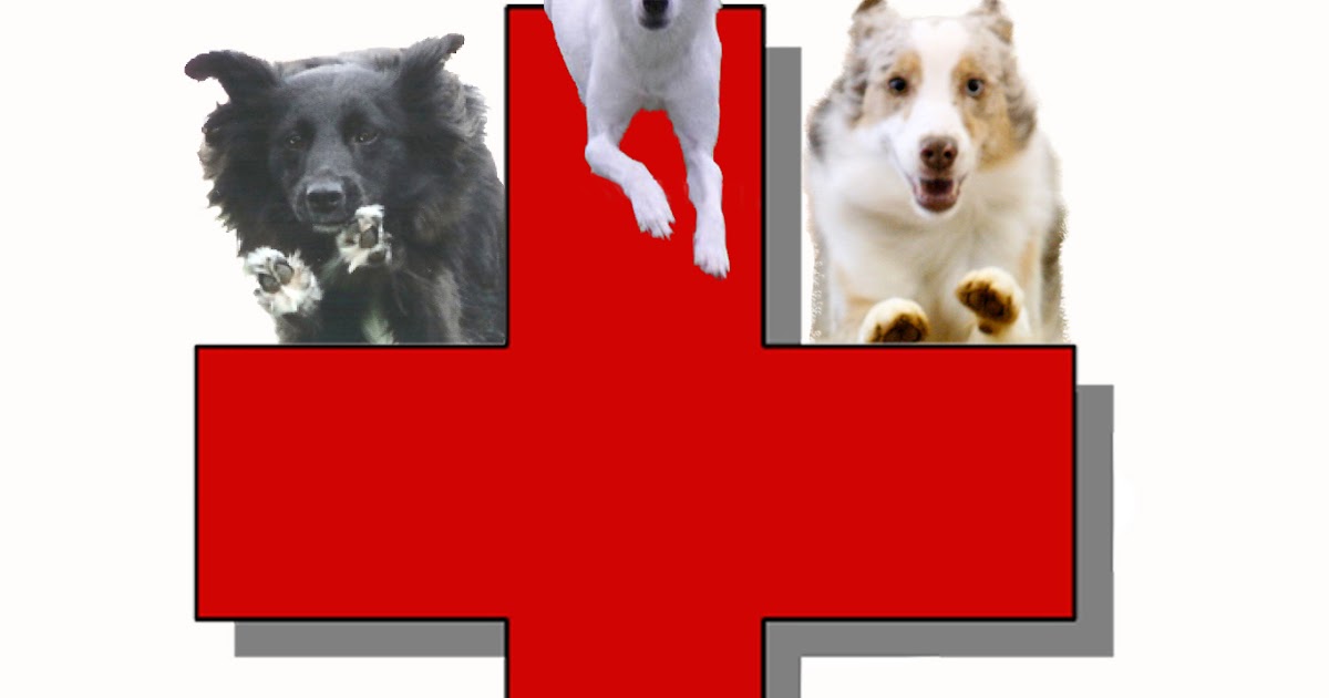 Dog Bloggers Dog Treat And Chews Reviews Dog Bloggers Dog Treat And Chews Reviews