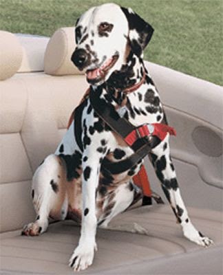 Ruff Dog Training Ruff Dog Training