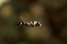 Hoverfly