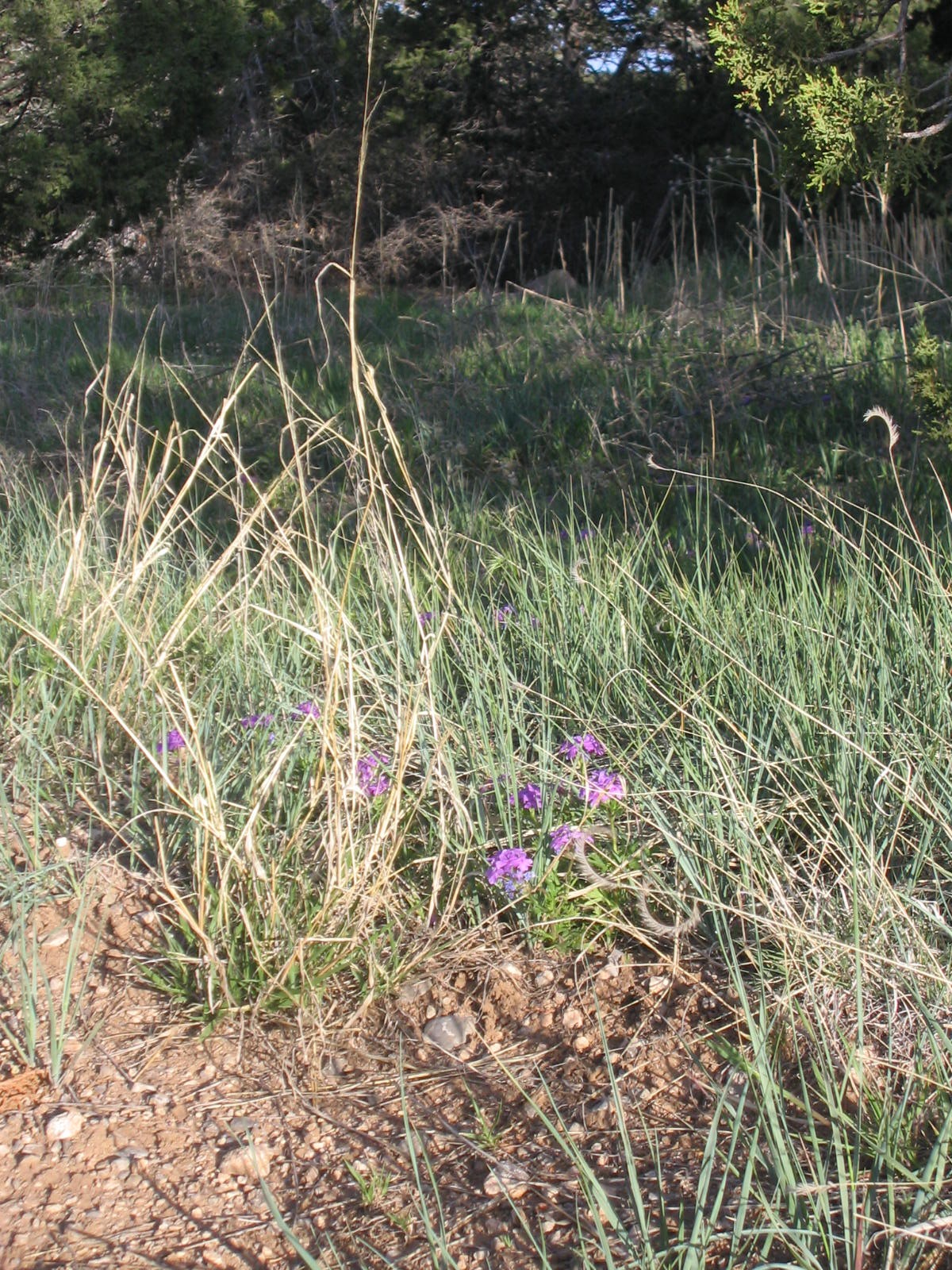 [Meadow+Flowers.JPG]