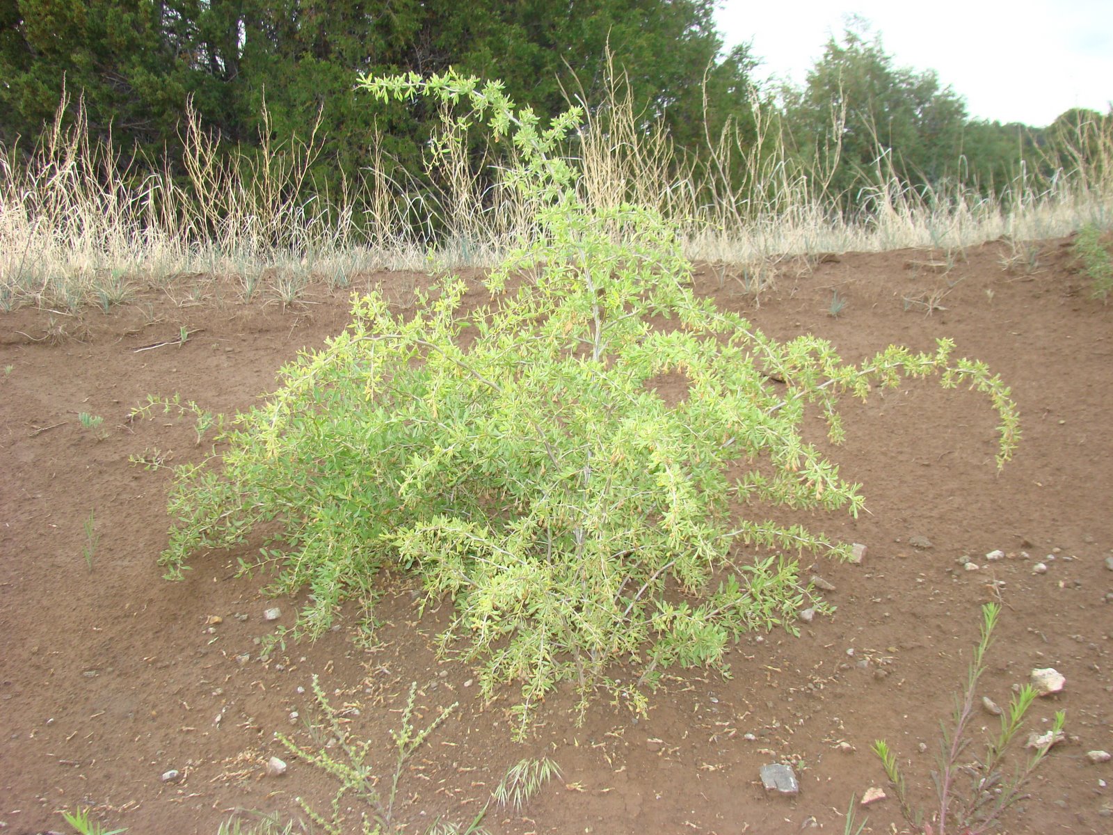 [DSC06524.JPG]
