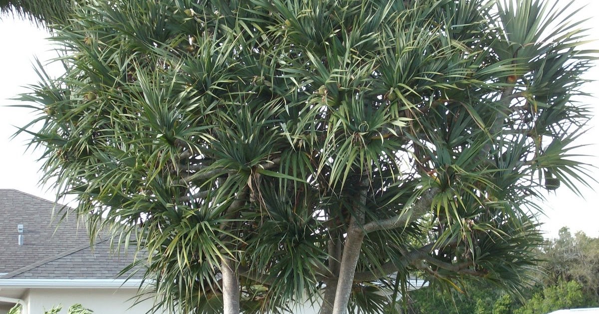 Another Yard in Fort Pierce Large Pandanus utilis Screw Pine