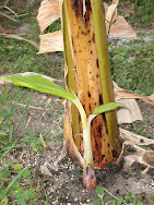 Banana Tree Posts