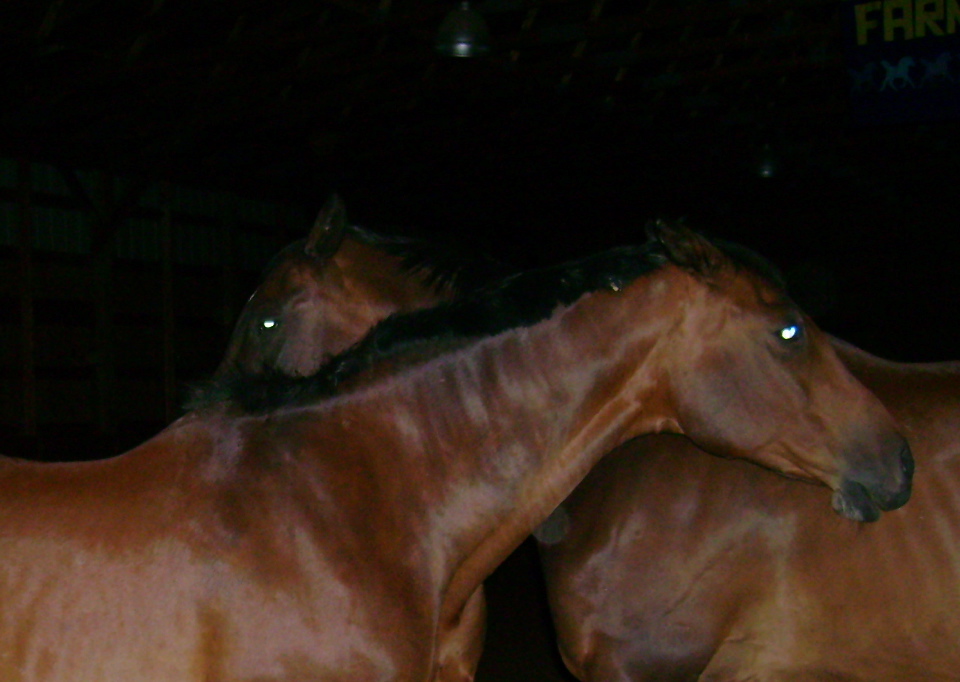[DSC06771.JPG]